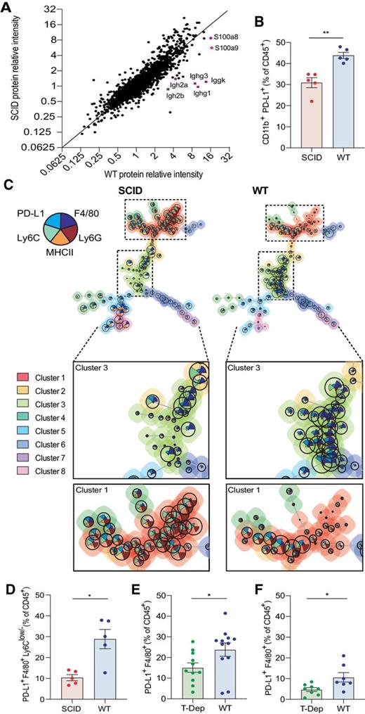 Figure 3. WT and SCID tumors have distinct myeloid cell profiles. A, A scatter plot of paired relative protein intensities of WT and SCID tumors. Each dot represents a protein, and the identity line that passes through the origin is shown (10 tumor samples/corresponding group were combined as one biological replicate, and two technical replicates for each biological replicate were used). B, Percentage of CD11b+PD-L1+ cells in WT and SCID tumors detected by flow cytometry and represented as frequency of CD45+ cells (n = 5/group). Samples were gated as shown in Supplementary Fig. S9D and S9E. Data represented as mean ± SEM, and Mann–Whitney test was used for the analysis. One independent experiment was performed. C, Multidimensional single-cell analysis was performed by FlowSOM. Thirty-thousand events of CD45+ cells from WT and SCID tumors were concatenated and then analyzed, which identified eight clusters (colored). Clustering was based on the expression of Ly6G, Ly6C, PD-L1, F4/80, and MHCII (n = 5/group) D, Percentage of PD-L1–expressing TAMs (CD11b+PD-L1+F4/80+Ly6Clow/−) in WT and SCID mT3-2D subcutaneous tumors detected by flow cytometry data and represented as frequency of CD45+ cells (n = 5/group). Samples were gated as shown in Supplementary Fig. S9D and S9E. Data represented as mean ± SEM, and Mann–Whitney test was used for the analysis. One independent experiment was performed. E, Percentage of PD-L1–expressing TAMs (CD11b+PD-L1+F4/80+) in WT and T-cell–depleted (T-Dep) KP1 subcutaneous tumors detected by flow cytometry data and represented as frequency of CD45+ cells (n = 11–12/group). Samples were gated as shown in Supplementary Fig. S10C. Data represented as mean ± SEM, and Mann–Whitney test was used for the analysis. Two independent experiments were performed. F, Percentage of PD-L1–expressing TAMs (CD11b+PD-L1+F4/80+) in WT and T-cell–depleted mT3-2D orthotopic tumors detected by flow cytometry data and represented as frequency of CD45+ cells (n = 7–8/group). Samples were gated as shown in Supplementary Fig. S10C. Data represented as mean ± SEM, and Mann–Whitney test was used for the analysis. *, P < 0.05; **, P < 0.01. One independent experiment was performed.