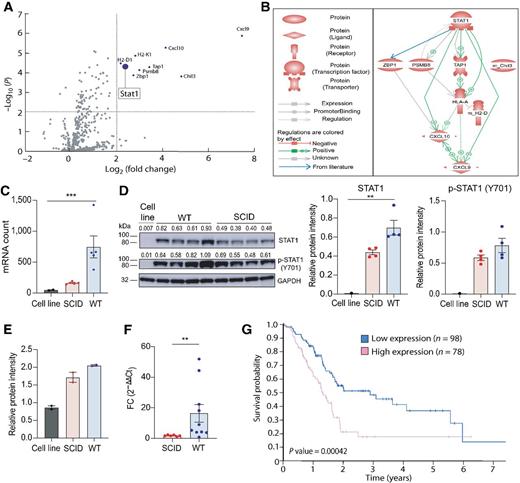 Figure 4. STAT1 expression is selectively more highly induced in immunocompetent tumors than in immunodeficient tumors. A, Volcano plot of NanoString nCounter differential gene expression of all pairwise comparisons. The plot displays the relationship between fold change and P value between the WT and SCID groups using a scatterplot view. Each dot represents the average expression of a gene in the WT samples in reference to the SCID samples (n = 5/group). B, Direct interaction analysis by Pathway Studio software (Ariadne Genomics) for eight out of the nine differentially expressed genes identified in A. The Pathway Studio figure was adapted by the authors to include a blue arrow that shows the link between STAT1 and ZBP1 that was reported in the literature but was not identified by Pathway Studio (55). C, STAT1 RNA counts determined using the NanoString nSolver software (n = 2 technical replicates for the cell line, n = 5 biological replicates for the tumor samples). Data represented as mean ± SEM, and a Kruskal–Wallis test was used. D, Western blot of STAT1, phospho-STAT1 (p-STAT1; Y701), and GAPDH in the mT3-2D cell line; four WT tumor samples; and four SCID tumor samples. Densitometry values of expression relative to GAPDH are indicated above the Western blot and shown in the bar plot to the right. Data represented as mean ± SEM, and a Kruskal–Wallis test was used. E, Relative STAT1 protein intensity detected by mass spectrometry (for the cell line, two technical replicates; for tumor samples, 10 tumor samples/corresponding group were combined as one biological replicate; and two technical replicates for each sample were used). F, qRT-PCR of STAT1 expression in sorted mT3-2D-GFP WT cancer cells (n = 11) and sorted mT3-2D-GFP SCID cancer cells (n = 6). Data represented as mean fold change (FC) ± SEM, and a Mann–Whitney test was used; three independent experiments were performed. G, Kaplan–Meier plot showing STAT1 pancreatic cancer survival using the Human Protein Atlas survival analysis. The cutoff = 33.2 years [the best expression cutoff was selected, which represents the FPKM (fragments per kilobase of exon model per million reads mapped) value that yields maximal difference with regard to survival between the two groups of patients at the lowest log-rank P value], the 5-year survival for patients with high expression (>33.2) was 18%, and the 5-year survival for patients with low expression (<33.2) was 37%. **, P < 0.01; ***, P < 0.005.