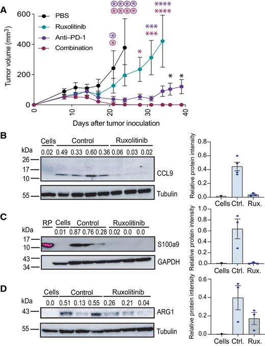 Figure 5. Ruxolitinib downregulates CCL9 and ARG1 expression in vivo and improves the antitumor efficacy of anti–PD-1 treatment. A, Tumor growth curve depicting the average (±SEM) volume of mT3-2D tumors grown in C57BL/6J immunocompetent mice treated with PBS (n = 5), ruxolitinib (n = 5), anti–PD-1 (n = 7), or combination anti–PD-1 and ruxolitinib (n = 5). Two-way ANOVA followed by the Tukey multiple comparison test was used for up to day 34, and two-tailed t test was used for days 36 and 39. *, P < 0.05; ***, P < 0.005; ****, P < 0.0001. Dark pink asterisks (*): comparison between combination and ruxolitinib groups; purple asterisks (*): comparison between anti–PD-1 and ruxolitinib groups; dark pink asterisks in circles: comparison between combination and PBS groups; purple asterisks in circles: comparison between anti–PD-1 and PBS groups. B–D, Western blot of CCL9, tubulin, S100a9, ARG1, and GAPDH in the indicated samples. The dark pink band for the S100a9 recombinant protein (RP) indicates saturation. Densitometry values of expression relative to either tubulin or GAPDH indicated above the Western blot and shown in the bar plot to the right. Data represented as mean ± SEM. Ctrl., control; Rux., ruxolitinib.