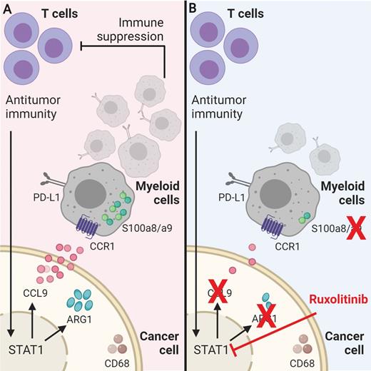 Figure 6. Antitumor T-cell immunity induces pancreatic cancer immune suppression. A, Graphical representation of the linkages between antitumor immunity and tumor-derived immunosuppression. B, Graphical representation of how targeting JAK/STAT signaling using ruxolitinib reduces the expression of CCL9, S100a9, and ARG1, which are associated with immune resistance. Arrows indicate induction, and blunted lines indicate inhibition. The red line indicates the effect of ruxolitinib, and the red X's indicate the molecules that were targeted by ruxolitinib.
