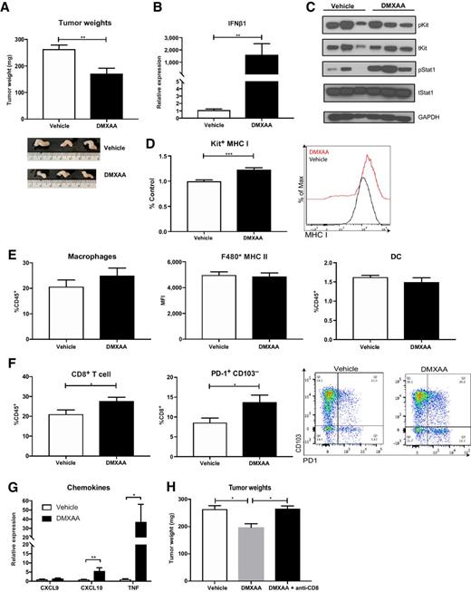 Figure 5. STING agonism increases type I IFN signaling and promotes antitumor immunity. KitV558Δ/+ mice treated with vehicle (7.5% NaCO2) or DMXAA (200 μg/mouse) for 3 weeks. Unpaired two-sample t test of DMXAA treatment performed against vehicle controls. Data represent mean ± SEM; *, P < 0.05; **, P < 0.01; ***, P < 0.001. N = 3–5 mice/group, repeated twice. A, Tumor weights and representative tumor photos shown. B, RT-PCR of tumor Ifnb1 expression in DMXAA-treated mice relative to vehicle. C, Immunoblot of KIT and STAT1 signaling in tumors from A. D, MHC class I (MHC I) expression on KIT+ tumor cells from A by mean fluorescence intensity (MFI) using flow cytometry analysis. Pooled between two experiments and expressed as ratio to the mean MHC class I MFI of the control group. E, Flow cytometry frequency of macrophages (CD11b+F480+) and DCs (CD11c+MHCII+) as percentage of immune cells. MHC class II expression (MHC II) on macrophages (F480+) also measured by MFI. F, Flow cytometry frequency of intratumoral CD8+ T cells expressed as percentage of immune cells. Intratumoral CD8+ T cells analyzed for PD-1 and CD103 expression. G, Gene expression of Cxcl9, Cxcl10, and Tnf in tumors from A relative to vehicle treatment. H, Tumor weights of KitV558Δ/+ mice treated with vehicle, DMXAA, or DMXAA and anti-CD8 (200 μg/mouse) for 3 weeks. N = 4 mice/group.