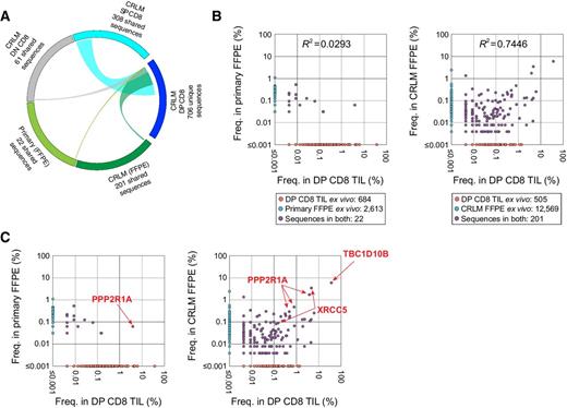 Figure 4. The T-cell clonotypes that recognize tumor-specific neoantigens are highly expanded in the metachronous CRLM but not in the primary tumor. A, Circos plot of unique productive TCRβ nucleotide sequences from each of the indicated cell samples. Connections highlight sequences from DP CD8+ TILs isolated from the CRLM sample found in each of the other cell populations. The number of shared sequences is indicated. B, Comparison of the TCR repertoire of DP CD8+ TILs with the repertoire of T cells in primary tumor and CRLM FFPE tissue samples. T-cell clonotypes for each sample are plotted based on their frequency. Each dot represents a distinct TCR clonotype. C, TCR clonotypes that recognize somatic mutations, PPP2R1AR183W, XRCC5I213L, and TBC1D10BK778T, are highlighted on the scatter plots.
