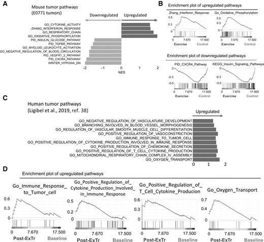Figure 3. ExTr reprograms the transcription profile in the TME of breast tumors. A and B, RNA-seq analysis of bulk tumors showing effects of ExTr signaling pathways. A, Horizontal bars indicate NES (normalized enrichment score) of pathways upregulated (positive NES, in dark color, right) or downregulated (negative NES, in light color, left) by ExTr, indicated by GSEA. B, Representative GSEA plots showing enhanced molecular signatures. E0771 tumors, collected after 7 days of ExTr. n = 5 mice per group, FDR q value < 0.12, P < 0.05. Comprehensive list of pathways modulated by ExTr is included in the Supplementary Data (Supplementary Fig. S5 and Supplementary Table S1). C and D, Gene signatures of pathways related to antitumor immunity and vessel normalization in patients in response to ExTr. Original dataset from Ligibel and colleagues (38).