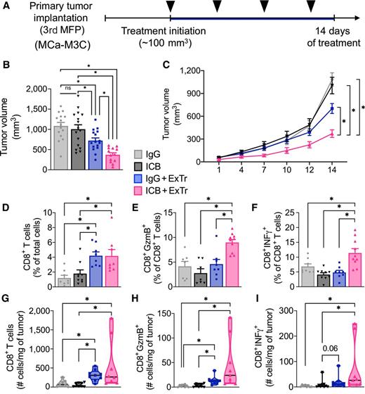 Figure 7. ExTr sensitizes breast cancer to ICB. A, Experimental design of the study. When MCa-M3C tumors reached approximately 100 mm3, mice underwent ExTr (60% of Vmax ExTr, for 14 days) or were kept sedentary and were treated with anti–PD-1 plus anti–CTLA-4 (ICB) or isotype control IgG (i.p., every 4 days; black arrowheads). MFP, mammary fat pad. B, ICB effects on tumor volume. C, The effect of ExTr on MCa-M3C tumor growth with ICB. D–I, TCR+CD8+ T-cell infiltration and function. Relative (D) and absolute (G) number of CD8+ T cells. Relative (E) and absolute (H) number of granzyme B+CD8+ T cells. Relative (F) and absolute (I) number of IFNγ+CD8+ T cells with ICB and ExTr. Statistical differences by one-way (B and D–F) or two-way (C) ANOVA, or Kruskal–Wallis test (G–I). n = 7–16 mice per group, pooled data from two to three independent experiments. Data presented as mean ± SEM or median ± interquartile range and distribution (violin plot; G–I). ns, not significant. *, P < 0.05.