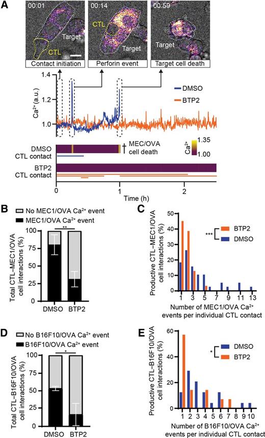 Figure 4. BTP2 compromises single CTL efficacy by reducing perforin hit delivery to target cells. A, Time-lapse sequence and intensity plots of a single CTL-associated MEC1/OVA Ca2+ event followed by target cell death in the absence of BTP2 (DMSO) and a lack of MEC1/OVA Ca2+ events despite stable CTL–target cell interactions in the presence of BTP2. Fire LUT, Ca2+ intensity. Scale bar, 10 μm. Related to Supplementary Movie S7. B, Percentage of CTL–target cell contacts that induced a Ca2+ event in MEC1/OVA cells. Data represent the mean ± SD from n = 3 independent experiments. C, Frequency distribution of the number of Ca2+ events in MEC1/OVA cells per productive CTL contact (i.e., CTL contact that resulted in at least one Ca2+ event in the target cell). Bars represent relative frequencies based on n = 31–38 CTL–target cell interactions pooled from three to four independent experiments. D, Percentage of CTL–target cell contacts that induced a Ca2+ event in B16F10/OVA cells. Data represent the mean ± SD from n = 3 independent experiments. E, Frequency distribution of the number of Ca2+ events in B16F10/OVA cells per productive CTL contact (i.e., CTL contact that resulted in at least one Ca2+ event in the target cell). Bars represent relative frequencies based on N = 15–24 CTL–target cell interactions pooled from three independent experiments. The cocultures in A–E were treated with 10 μmol/L BTP2. Statistical differences in B and D, unpaired t test. Statistical differences in C and E, Mann–Whitney test. *, P ≤ 0.05; **, P ≤ 0.01; ***, P ≤ 0.001.