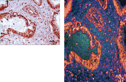 Issue cover image