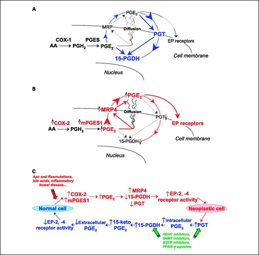 Fig. 1. The flow of colorectal neoplasia passes through the PGE2 transporters. A, the PGE2 influx–dominated flow of normal colorectal cells; the dotted blue circular line represents the general pattern of this flow. B, the PGE2 efflux–dominated flow of neoplastic colorectal cells; the dotted red circular line represents the general pattern of this flow. C, a conceptual approach for preventing or treating colorectal cancer via molecular targeting of the processes shown in A and B. The colorectal neoplasia risk factors shown in C (top left) are key early events associated with up-regulated COX-2 and neoplasia in the colorectal region. The agent classes shown in C (bottom right) are supported by PGT and/or 15-PGDH up-regulation data. All of the processes suggested in A to C are well described toward the end of the text. AA, arachidonic acid; DNMT, DNA methyltransferase; mPGES1, microsomal PGE synthase 1; PPAR-γ, peroxisome proliferator–activated receptor γ.
