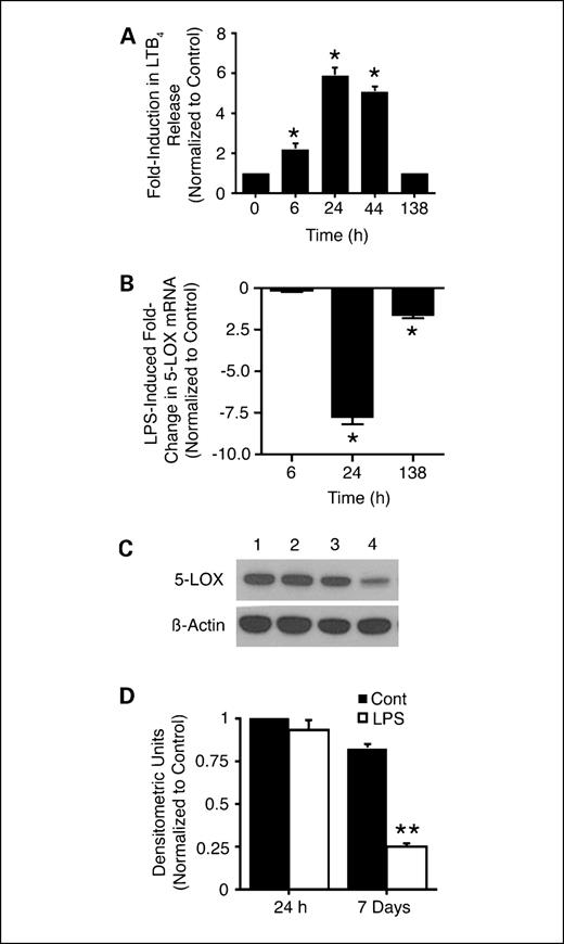 Fig. 2. LPS time-dependently modulates LTB4 release, 5-LOX mRNA expression, and 5-LOX protein production in BAL cells. BAL cells from ex-smokers were conditioned for up to 138 h with LPS (at 5 μg/mL). A, LPS exposure results in a significant induction of LTB4 release at 6, 24, and 44 h. Columns, mean fold induction of LTB4 release (n = 4); bars, SE. *, P < 0.05. To determine the effects of LPS on 5-LOX mRNA expression, total RNA was isolated from BAL cells in the same set of experiments depicted in A, and subjected to quantitative PCR for 5-LOX. B, LPS exposure does not decrease 5-LOX mRNA expression at 6 h but results in a significant decline at 24 h, and the LPS-induced suppression of 5-LOX is diminished by 138 h. Columns, mean (n = 6); bars, SE. *, P < 0.05. Western blot analysis of 5-LOX protein levels showed that whereas no significant change in 5-LOX protein was observed at 24 h, an ∼70% reduction in 5-LOX was observed at day 7. C, representative Western blot. Lane 1, 24-h control; lane 2, 24-h LPS exposure; lane 3, 7-d control; lane 4, 7-d LPS exposure. D, densitometric analysis of Western blot. Columns, mean (n = 4); bars, SE. **, P < 0.01.