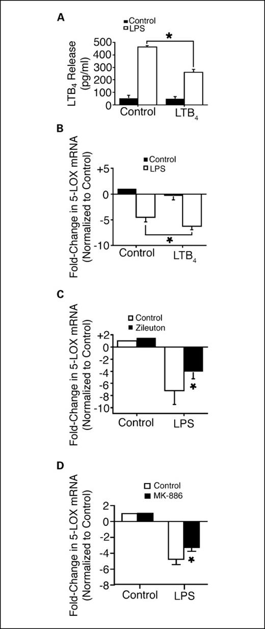 Fig. 3. Exogenous LTB4 inhibits LPS-induced LTB4 release and accentuates the down-regulation of 5-LOX mRNA expression in human BAL cells, and inhibition of 5-LOX pathway activity abrogates LPS-induced down-regulation of 5-LOX mRNA expression in ex vivo human BAL cells. BAL cells from ex-smokers were preconditioned with exogenous LTB4 (at 200 pg/mL) for 1 h, then stimulated with LPS (at 5 μg/mL) for 24 h. A, exogenous LTB4 results in inhibition of LPS-induced LTB4 release. Columns, mean (n = 3); bars, SE. *, P < 0.02. B, exogenous LTB4 results in decreased 5-LOX mRNA expression, accentuating the down-regulatory effect of LPS. Columns, mean (n = 3); bars, SE. *, P < 0.05. BAL cells were also conditioned with 5 μg/mL LPS with or without the 5-LOX inhibitor zileuton (at 10 μg/mL for 24 h; zileuton abrogated the LPS-induced LTB4 production without affecting cell viability; data not shown). C, zileuton partially reversed the down-regulatory effect of LPS on 5-LOX mRNA expression. Columns, mean (n = 3); bars, SE. *, P < 0.05. In addition, BAL cells were conditioned with 5 μg/mL LPS with or without the leukotriene biosynthesis inhibitor MK-886 (at 5 μmol/L) for 24 h. D, MK-886 also partially reversed the LPS-induced down-regulation of 5-LOX mRNA expression without affecting cell viability. Columns, mean (n = 3); bars, SE. *, P < 0.05.