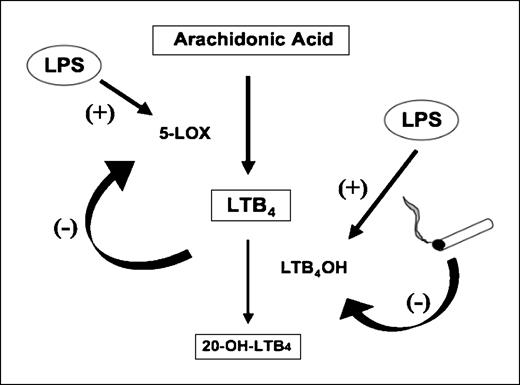 Fig. 8. Proposed mechanisms of differential modulations of LTB4 synthesis and degradation in BAL cells by LPS and tobacco smoke.