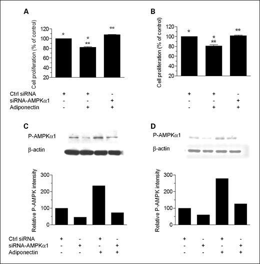Fig. 3. AMPKα1 siRNA reduces phospho-AMPK levels and rescues cells from the inhibitory effect of adiponectin. Cell proliferation: HT-29 (A) and PC-3 (B) cells were transfected with 50 nmol/L AMPKα1-siRNA or with control siRNA (using MicroPorator MP-100). Twenty-four hours after transfection, cells were treated with adiponectin (500 ng/mL) for 72 h. Cell proliferation in each well was measured by Alamar Blue dye reduction. Columns, mean of two independent experiments carried out in triplicate (n = 6); bars, SE. *, significant difference between control and control plus adiponectin for both HT-29 (P = 0.0017) and PC-3 (P = 0.0077) cells. **, significant difference between siRNA-AMPK and siRNA-AMPK plus adiponectin for both HT-29 (P = 0.0006) and PC-3 (P = 0.0058) cells. Results are shown as the percentage of cell proliferation relative to control. Immunoblotting: HT-29 (C) and PC-3 (D) cells were transfected with 50 nmol/L AMPKα1-siRNA or with control siRNA; 24 h after transfection, adiponectin (500 ng/mL) was added and cells were incubated for 72 h. Cells were lysed and prepared for immunoblot analysis with antibodies against phospho-AMPK (Thr172). β-Actin is shown as a loading control.