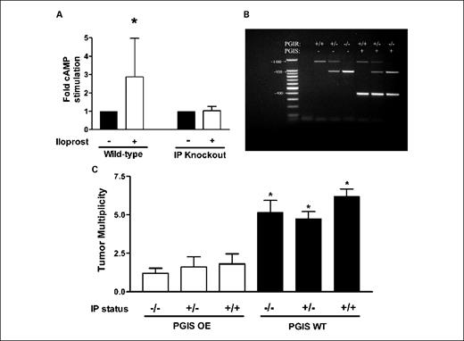 Fig. 1. IP receptor status does not effect PGIS-mediated lung tumor prevention. A, intracellular cAMP content was measured in type II cells isolated from WT or IP receptor KO mice that were stimulated with iloprost (white columns) or vehicle control (black columns). cAMP content was only increased in WT mice stimulated with iloprost. *, P < 0.05, versus control. B, agarose gel electrophoresis of the PCR products for PGIS transgene (400-bp band) and IP receptor KO (PGIR; 1,400-bp WT band and/or 950-bp KO band). C, the indicated genetic mice were injected with ethyl carbamate at 1 mg/g of mouse weight. Twenty weeks later, mice were sacrificed and lung tumors counted. PGIS mice developed significantly fewer lung tumors regardless of IP receptor status. *, P < 0.05.