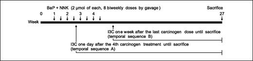 Fig. 1. Experimental design to assess inhibition of NNK plus BaP–induced lung tumorigenesis in A/J mice by I3C.