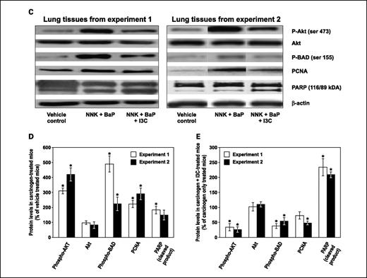 Fig. 4. Effect of I3C on cell proliferation and apoptosis. A, photomicrographs (×20) of Ki-67– and phospho-Akt–stained lung tissues from mice treated with vehicle control, NNK plus BaP, or the carcinogens and I3C. Lung tissues obtained from experiment 1 (groups 1, 7, and 9) were cut into 4-μm sections and stained with Ki-67 or phospho-Akt antibody and counterstained with hematoxylin. Images were captured with a camera attached to a Nikon Eclipse E800 microscope. B, quantitative assessment of Ki-67– and phospho-Akt–positive cells, representing the percentage of cells that stained positive for Ki-67 or phospho-Akt. The Ki-67 and phospho-Akt labeling index was calculated as described in Materials and Methods. Insets, higher magnification of selected areas. Columns, mean; bars, SD; *, P < 0.05. C, Western immunoblots of lung tissues. Whole lung tissues obtained from experiment 2 or normal lung tissues (group 9) and microdissected tumors (groups 1 and 7) from experiment 1 were prepared as described in Materials and Methods, and equal amounts of protein were loaded onto a 4% to 12% SDS-PAGE followed by immunoblot analysis and chemiluminescence detection. Equal loading of protein was confirmed by stripping the immunoblot and reprobing it for β-actin. *, P < 0.05. D, mean levels of phospho-Akt, Akt, phospho-BAD, PCNA, and cleaved PARP in lung tumor tissues relative to those in normal lung tissues. E, mean levels of phospho-Akt, Akt, phospho-BAD, PCNA, and cleaved PARP in lung tumor tissues from carcinogen and I3C-treated mice relative to those in tumors from mice treated with the carcinogens alone. *, P < 0.05.