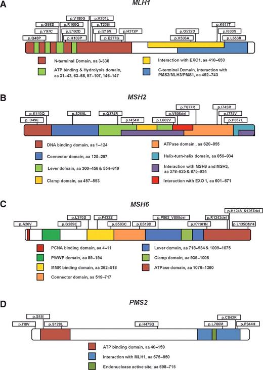 Figure 1. Schematic representation of (A) MLH1, (B) MSH2, (C) MSH6, and (D) PMS2 showing the functional domains and VUS localization.