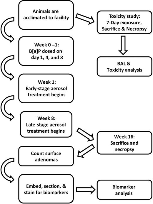 Figure 1. Experimental schema and timeline. Flowchart of procedures, treatments, and analyses.