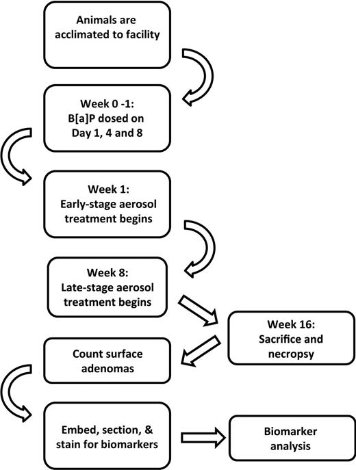 Figure 1. Infographic depiction of experimental timeline.