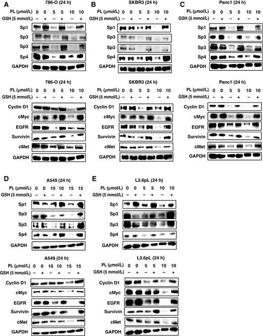 Figure 4. Piperlongumine downregulates Sp1, Sp3, Sp4, and Sp-regulated genes: effects of GSH. A–E, 786-O (A), SKBR3 (B), Panc1 (C), A549 (D), and L3.6pL (E) cells were treated with 5 mmol/L GSH or different concentrations of piperlongumine alone and in combination for 24 hours, and whole-cell lysates were analyzed by Western blot analysis. Effects on Sp proteins and Sp-regulated gene expression and PARP cleavage (Fig. 3) were all obtained in the same experiment and have the same GAPDH loading control. Similar results were observed in duplicate experiments.
