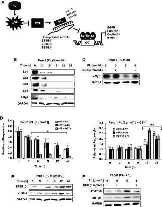 Figure 5. Mechanism of piperlongumine induced Sp downregulation. A, Proposed mechanism of piperlongumine-induced Sp downregulation by initial induction of ROS. B, Panc1 cells were treated with 5 μmol/L piperlongumine for up to 24 hours, and whole-cell lysates were analyzed by Western blots. C, Panc1 cells were treated with 5 μmol/L piperlongumine or 5 mmol/L GSH alone for 4 hours, and whole-cell lysates were analyzed by Western blots. Panc1 cells with 5 μmol/L piperlongumine or 5 mmol/L GSH alone and in combination for up to 24 hours, and the extracted RNA (D) or protein (E) was analyzed by real-time PCR or Western blots, respectively. Results in D are means ± SEM for at least three replicates, and significant (P < 0.05) miRNA downregulation by piperlongumine (*) and reversal by cotreatment with GSH (**) are indicated.