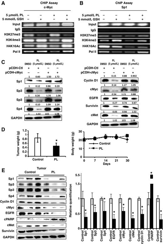 Figure 6. Piperlongumine-dependent Sp downregulation is cMyc dependent and in vivo studies. Panc1 cells were treated with 5 μmol/L piperlongumine or 5 mmol/L GSH alone or in combination for 3 hours, and interactions with the cMyc (A) and Sp1 (B) promoters were determined in ChIP assays. Quantitation of the bands was carried out by quantitative PCR, and results are illustrated in Supplementary Fig. S3. C, Panc1 cells were treated with DMSO or 5 μmol/L piperlongumine alone or after transfection with a cMyc expression plasmid and after 3 hours, whole-cell lysates were analyzed by Western blots. Athymic nude mice bearing L3.6pL cells as xenografts were treated with piperlongumine (30 mg/kg/day), and effects on tumor weights and body weights (D) and expression of various gene products (E) in tumors from control (corn oil) and piperlongumine-treated mice were determined by Western blot analysis of tumor lysates. Expression levels of various proteins in control versus piperlongumine-treated mice were determined (normalized to GAPDH). Significant (P < 0.05) changes in protein levels in tumors from piperlongumine-treated mice compared with controls (*) are indicated.