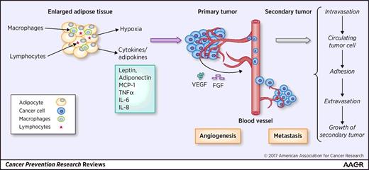 Figure 1. Adipocyte-secreted cytokines (e.g., leptin, adiponectin, MCP-1, TNFα, IL6, IL8) and adipocyte-induced conditions (e.g., hypoxia) and their impact on the main hallmarks of cancer development: proliferation, angiogenesis, and metastasis.