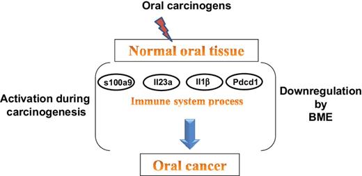 Figure 1. Diagrammatic representation showing activation of immune system molecules during 4-NQO–induced oral carcinogenesis and modulation by BME during prevention of the carcinogenesis.