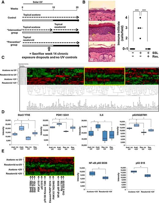 Figure 2. Resatorvid modulates UV responses in chronically exposed mouse epidermis. A, SKH-1 female mice were exposed to SSL three times weekly for 15 weeks, during which time they were topically treated with either vehicle (acetone) or resatorvid (10 mmol/L, 1 hour prior to SSL). After week 15, SSL treatments stopped, but topical acetone (Control group), or resatorvid (Prevention group) continued. Another cohort (Intervention group) received topical acetone during the SSL exposures, but switched to topical resatorvid after completion of the SSL regimen until the end of the experiment (week 25). To examine the effects of UV and resatorvid in the chronic setting but before visible tumorigenesis (high-risk skin), mice (n = 4) were sacrificed at week 14 and compared with mice treated with agent but not UV (n = 5; dropout mice). The remaining mice (n = 20/group) were maintained on the protocol for the tumorigenesis study. B, Chronically exposed skin was examined for epidermal immune infiltration using H&E-stained tissue (400×; representative images, left). Skin was treated with vehicle (acetone) for 14 weeks (I), SSL + vehicle (II, arrows indicate lymphocytic infiltrates), or SSL + resatorvid (III). Histopathologic quantification (cells/field) and morphologic assignment of lymphocytic infiltrates was performed by a pathologist (right). C, Epidermal lysates from the chronically exposed dropout mice were subjected to proteomic RPPA analysis, generating an unsupervised two-way hierarchical clustering heatmap of protein/phosphoprotein expression. Each group clustered as predicted (top to bottom): Acetone no UV, resatorvid no UV, acetone +UV, and resatorvid +UV. D, Selected RPPA biomarkers were interrogated for resatorvid-specific inhibition of chronic UV-induced phosphorylation/expression [Stat3 (Y705), PDK1 (S241), IL6, and p62/SQSTM1]. E, RPPA identification of a cluster of proteins (yellow box highlighted in C; partially annotated) significantly suppressed by resatorvid irrespective of chronic UV exposure, for example, NF-κB (p65 S536) and p53 (S15). *, P < 0.05; ***, P < 0.001.
