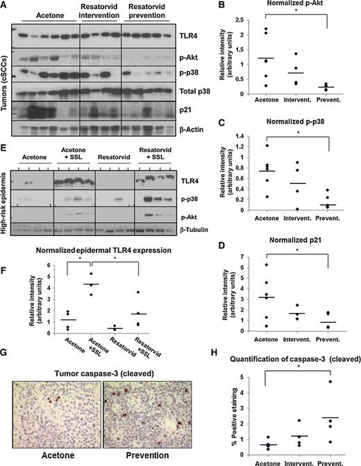 Figure 4. UV-induced tumors from resatorvid-treated mice display attenuated p38/Akt phosphorylation and increased apoptosis. A, Protein lysates from mouse cSCCs (Fig. 3) were subjected to Western blot analysis, followed by ImageJ-based quantification of p-Akt (normalized to total p38; B), p-p38 (normalized to total p38; C), and p21 (normalized to β-actin; D). E, Analogous analysis was performed using epidermal lysates from non–tumor-bearing high-risk mice (also used in Fig. 2), followed by ImageJ-based quantification of TLR4 expression normalized against β-tubulin (F). G, IHC was performed on sections from the same tumors described in A to probe for cleaved caspase-3 expression (400×), followed by quantification using ImagePro Plus software (H). *, P < 0.05.