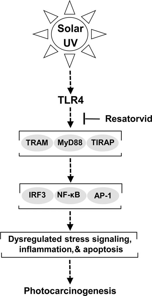 Figure 5. Resatorvid antagonizes TLR4-dependent cell signaling upstream of skin photocarcinogenesis. Resatorvid blocks TLR4 interaction with its downstream adaptor proteins containing the TIR-domain (including MyD88, TRAM/TRIF, TIRAP), thereby causing sustained suppression of multiple TLR4-dependent effector pathways, including IRF3, NF-κB, and AP-1. Our findings indicate that topical pharmacologic TLR4 suppression in the epidermis antagonizes chronic UV-induced inflammatory signaling and photocarcinogenesis, with potentiation of keratinocyte apoptosis.