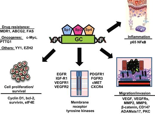 Figure 1. Sp-regulated genes/pathways. Sp TFs factors regulate expression of proliferation, survival, migration/invasion, inflammatory, and drug resistance pathway and related genes in cancer cells (14, 15, 18–20, 22, 23, 28, 59, 61–63, 66, 69, 70, 84).