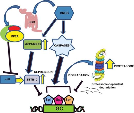 Figure 2. ROS-independent degradation/repression of Sp1, Sp3, and Sp4. Sp1 or all three Sp proteins are degraded by drug-induced activation of caspases or proteasomes (17, 21, 22, 68) or repressed via activation of phosphatases (23).