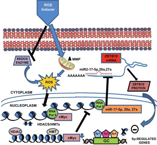 Figure 3. ROS-dependent repression of Sp1, Sp3 and Sp4. ROS initially induces epigenetic downregulation of cMyc, which in turn decreases expression of cMyc-regulated miRNAs and induction of the miRNA-regulated ZBTB transcriptional repressors (14, 15, 18, 19, 66, 69).