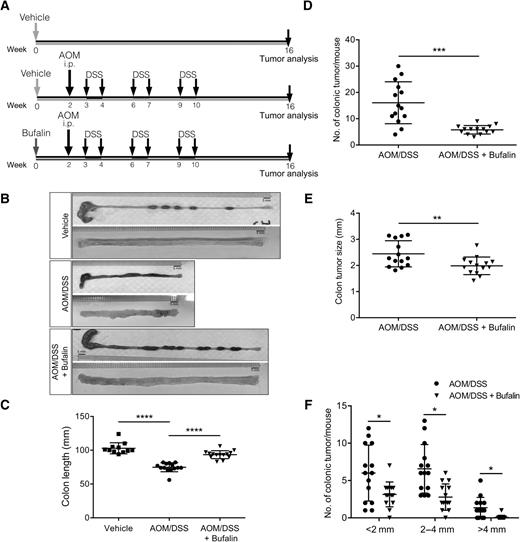 Figure 1. Bufalin protected against colitis-associated colon carcinogenesis induced by azoxymethane/dextran sulphate sodium treatment in BALB/c mice. A, Treatment schedule of BALB/c mice for colitis-associated colorectal cancer model. B, Representative images of the dissected colon, measurement of colon length (C), and tumor number (D), tumor size (E), and distribution by size of colonic tumors for mice treated with vehicle (F; n = 11), AOM/DSS (n = 14) or AOM/DSS with bufalin (0.5 mg/kg; n = 14). Shown are mean ± SD. *, P < 0.05; **, P < 0.01; ***, P < 0.001; ****, P < 0.0001.