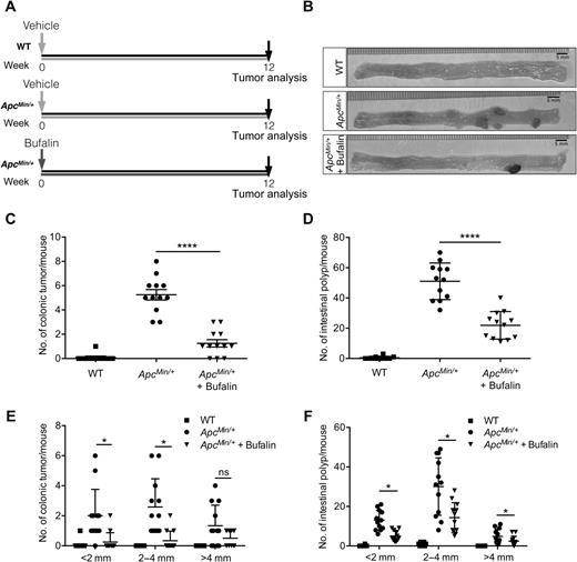 Figure 2. Bufalin ameliorated intestinal and colonic tumor development induced by APC mutation in C57BL/6J mice. A, Treatment protocol of C57BL/6J wild-type (WT) and ApcMin/+ mice. B, Representative images of the dissected colon. Measurement of the number of colonic tumors (C) and intestinal polyps (D), and their respective distribution by tumor size for wild-type mice (E and F; n = 10), ApcMin/+ mice (n = 12), or ApcMin/+ mice treated with bufalin (0.5 mg/kg; n = 12). Shown are mean ± SD. *, P < 0.05; ****, P < 0.0001; ns, not significant.