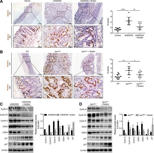Figure 3. Bufalin suppressed cell proliferation of colon tumors. Representative images of IHC staining on colon sections for BrdUrd in BALB/c mice treated with vehicle, AOM/DSS, or AOM/DSS with bufalin (A), and C57BL/6J WT mice, ApcMin/+ mice or ApcMin/+ mice treated with bufalin (B), and according histology scores (H-score; n = 10 for each group). Scale bars, 200 μm (10×) and 50 μm (40×). Western blotting analysis detecting expression of cell-cycle related proteins from harvested colonic tumor tissues upon bufalin treatment in AOM/DSS-treated BALB/c mice (C) and C57BL/6J ApcMin/+ mice (D), and according quantifications of protein levels. Shown are mean ± SD from three independent experiments. *, P < 0.05; **, P < 0.01; ***, P < 0.001; ****, P < 0.0001.