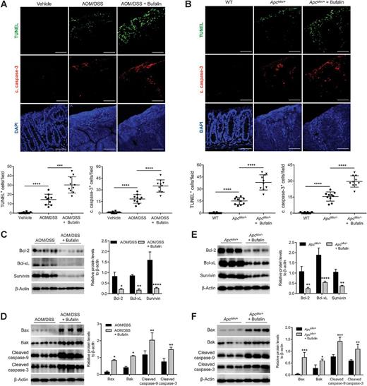 Figure 4. Bufalin promoted colon tumor apoptosis. Representative fluorescence images of TUNEL assay and cleaved caspase-3 (c. caspase-3) on colon sections and quantification of TUNEL and cleaved caspase-3–positive cells in BALB/c mice treated with vehicle, AOM/DSS, or AOM/DSS with bufalin (A), and C57BL/6J WT mice, ApcMin/+ mice, or ApcMin/+ mice treated with bufalin (B; n = 10 for each group). DAPI was used for counter staining. Scale bar, 50 μm. Western blotting analysis of antiapoptotic (C) and proapoptotic proteins (D) in colonic tumor tissues harvested from BALB/c mice treated with AOM/DSS or AOM/DSS with bufalin, and according to quantifications of protein levels. E and F, the apoptotic proteins in C57BL/6J ApcMin/+ mice or ApcMin/+ mice treated with bufalin. Shown are mean ± SD from three independent experiments. *, P < 0.05; **, P < 0.01; ***, P < 0.001; ****, P < 0.0001.
