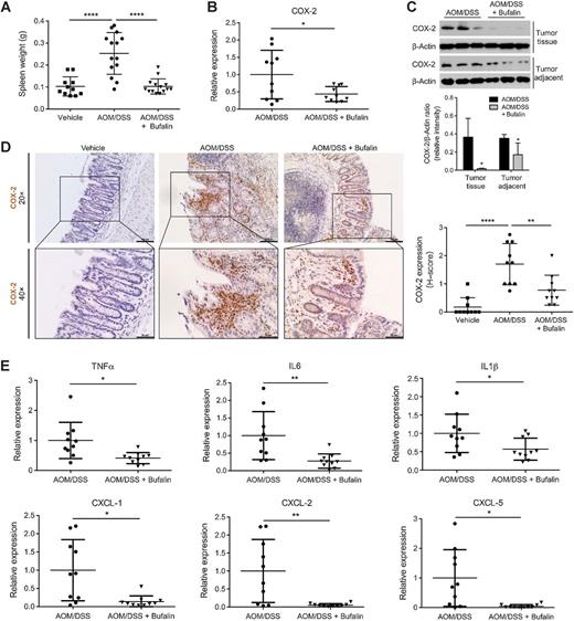 Figure 5. Bufalin alleviated inflammation in colitis-associated colon carcinogenesis model. A, Measurement of spleen weight of BALB/c mice treated with vehicle (n = 11), AOM/DSS (n = 14), or AOM/DSS with bufalin (n = 14). B and C, Quantitative RT-PCR analysis of COX-2 expression in colonic tumor tissues (B; n = 10 for each group) and Western blotting analysis (C) of COX-2 expression in colonic tumor and tumor adjacent tissues from BALB/c mice treated with AOM/DSS or AOM/DSS with bufalin, and according quantifications of protein levels. D, Representative images of IHC staining on colon sections for COX-2 in BALB/c mice treated with vehicle, AOM/DSS, or AOM/DSS with bufalin, and according to histology scores for COX-2 expression (n = 10 for each group). Scale bars, 100 μm (20×) and 50 μm (40×). E, Quantitative RT-PCR analysis of expression of inflammatory cytokines including TNFα, IL6, IL1β, CXCL-1, CXCL-2, and CXCL-5 in harvested colonic tumor tissues in BALB/c mice treated with AOM/DSS or AOM/DSS with bufalin (n = 10 for each group). Shown are mean ± SD from three independent experiments. *, P < 0.05; **, P < 0.01; ****, P < 0.0001.