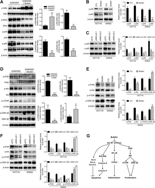 Figure 6. Involvement of NF-κB and PI3K/AKT/mTOR signaling pathways in the preventive role of Bufalin against colitis-associated colon carcinogenesis. Western blotting analysis of NF-κB signaling–related proteins in colonic tumor tissues from BALB/c mice treated with AOM/DSS or AOM/DSS with bufalin (A), and in HCT116 and SW620 cells treated with vehicle or bufalin (B; 100 nm) for 24 hours, respectively, and in HCT116 and SW620 cells (C) treated with scramble siRNA or two specific siRNA duplexes against human Na+/K+-ATPase α3 (NKA α3) for 24 hours, respectively. Western blotting analysis of PI3K/AKT/mTOR signaling–related proteins in colonic tumor tissues (D) from BALB/c mice treated with AOM/DSS or AOM/DSS with bufalin, and in HCT116 and SW620 cells (E) treated with vehicle or bufalin (100 nm) for 24 hours, respectively, and in HCT116 and SW620 cells (F) treated with scramble siRNA or two specific siRNA duplexes against human Na+/K+-ATPase α3 for 24 hours, respectively, and according quantifications of protein levels. G, Schematic representation of the chemopreventive action of Bufalin. Shown are mean ± SD from three independent experiments. *, P < 0.05; **, P < 0.01; ***, P < 0.001; ****, P < 0.0001.