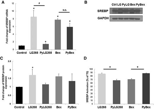 Figure 4. PyLG268 decreases the expression and activity of SREBP-1c compared with LG268. A, HepG2 cells were treated with 300 nmol/L rexinoids for 16 hours. SREBP mRNA expression was detected by real-time PCR, and values were normalized to GAPDH and the DMSO control. B and C, HepG2 cells were treated with 300 nmol/L rexinoids for 24 hours. Protein levels of SREBP-1c were detected by Western blotting (B) and quantified by ImageJ (C). Results were shown as mean ± SD. *, P < 0.05 vs. control. D, HCT-116 cells were transfected with a luciferase reporter gene containing an LXRE from the mouse SREBP-1c endogenous promoter. Transfected cells were treated with 10−7 mol/L T0901317 (LXR ligand and known SREBP activator) or 10−7 mol/L rexinoids. Luciferase activity was normalized relative to T0901317 treatment. Results were shown as mean ± SD (*, P < 0.05).