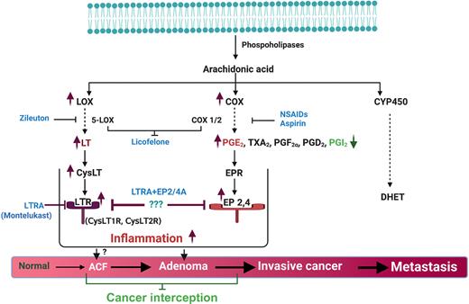 Targeting the Leukotriene Pathway for Colon Cancer Interception ...