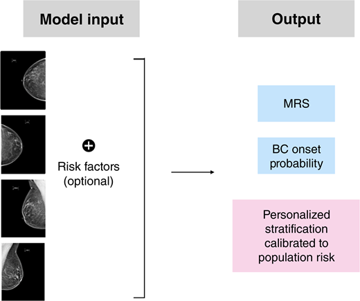 Model overview. The four views of synthetic DBT screening mammograms are the inputs of the deep learning algorithm. The model has the option of using clinical risk factors (i.e., age and BI-RADS density). The model output includes an MRS and breast cancer onset probability for each woman. The proposed framework also allows for personalized risk stratification calibrated to population risk, such as that provided by SEER. BC, breast cancer.