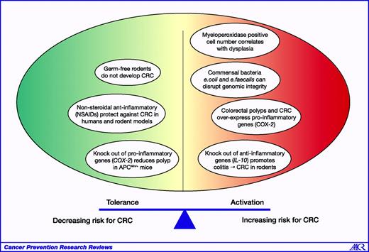 Fig 1. The balance between tolerance and activation of CRC risk. The intestine must carefully balance immunity, to protect us from harmful microbes, and tolerance, to permit interaction with harmless commensal bacteria and dietary antigens. Disruptions that tilt the balance toward immune activation/inflammation could facilitate multistage tumor progression in the intestinal tract.