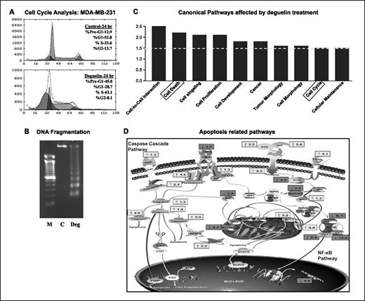 Fig. 2. Effects of deguelin on cell cycle, apoptosis, and key genes. A, effects of deguelin on MDA-MB-231 cell cycle distribution. Cell cycle analysis was done as described in Materials and Methods. a, control 24 h; b, deguelin, 24 h. B, DNA fragmentation in MDA-MB-231 cells treated with deguelin (1 μmol/L) for 48 h. DNA was isolated as described in Materials and Methods. C, control cells treated with ethanol; Deg, deguelin-treated cells. C, following the normalization of the microarray data, the IPA software was used to identify canonical pathways affected by deguelin treatment. D, the Protein ANalysis THrough Evolutionary Relationships (PANTHER) Classification System program was used to identify biological processes found to be significantly regulated by deguelin. The diagram highlights the genes found to be significantly regulated by deguelin.
