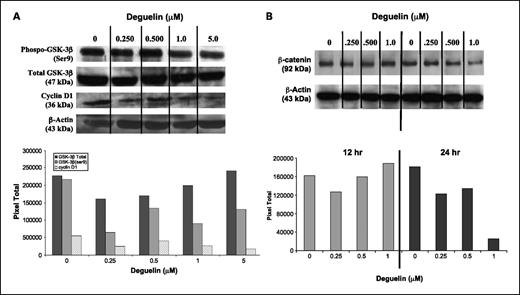 Fig. 4. Western blot analysis of Wnt signaling genes. Western blot analyses were completed to examine the effects of deguelin on proteins of interest. To account for the difference in protein loading during the experiment, the percentage of regulation was calculated after the intensity of each band was adjusted according to its respective actin band intensity using the UnScan-It gel program (Silk Scientific, Inc.). A, the expression levels of total GSK-3β and GSK-3β Ser9, the phosphorylated form that represents the inactivated form of GSK3β. These studies show that deguelin (24-h treatment) increases expression levels of total GSK-3β protein while decreasing the levels of GSK-3β Ser9. Results also show downregulation of cyclin D1 after 24 h of deguelin treatment at the concentrations studied (0.250-5.0 μmol/L). B, the effect of deguelin treatment on total β-catenin protein levels was examined following 12 and 24 h posttreatment. We found that 24 h of treatment significantly reduces the expression levels of β-catenin.