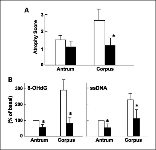 Fig. 2. Effects of feeding broccoli sprouts (▪) compared with untreated controls (□) on progression of H. pylori–induced gastric mucosal atrophy and mucosal cell apoptosis in nrf2+/+ mice (*, P < 0.05, for broccoli sprout versus control; n = 5 per treatment). A, atrophy score. B, mucosal 8-OHdG and ssDNA.