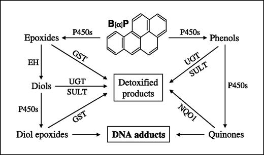 Fig. 1. Simplified schema of interactions between phase I enzymes (P450s) and phase II enzymes (EH, GST, UGT, SULT, and NQO1) in the metabolism of B[α]P, a prototype of carcinogenic PAHs. EH, epoxide hydrolase; SULT, sulfotransferase; NQO1, NAD(P)H:quinone oxidoreductase 1; B[α]P, benzo[α]pyrene; P450, cytochrome P450 enzyme.