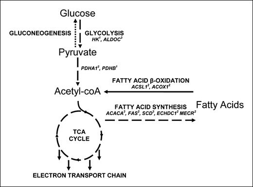 Fig. 3. Simplified representation of the glycolytic and fatty acid synthesis pathways following DER. Glycolysis, the tricarboxylic acid (TCA) cycle, electron transport chain, and fatty acid synthesis were all down-regulated (long dashes) and gluconeogenesis was up-regulated (short dashes). Genes involved with fatty acid β-oxidation were both up-regulated and down-regulated. Italics, enzymes that were down-regulated by SAM analysis in our study. Superscript numbers represent the tissue in which down-regulation occurred: 1, breast tissue; 2, adipose tissue; 3, both.