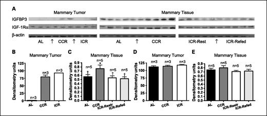 Fig. 4. Protein expression of IGFBP-3 and IGF-IRα in MT and mammary tissue. A, IGFBP-3 and IGF-IRα protein expression levels were detected by Western blot analysis. β-Actin protein was probed as a loading control. B, expression of IGFBP-3 in MTs of TGF-α mice. C, expression of IGFBP-3 in mammary tissue of TGF-α mice. ICR-Refed mice were euthanized during a refeeding period, and ICR-Restricted mice were euthanized during a restriction period. *, values within a column with different superscript symbol are significantly different by χ2 analysis. D, expression of IGF-IRα in MTs of TGF-α mice. E, expression of IGF-IRα in mammary tissues of TGF-α mice. ICR-Refed mice were euthanized during a refeeding period, and ICR-Restricted mice were euthanized during a restriction period.