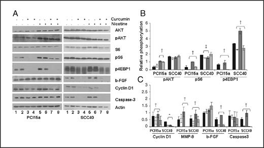 Fig. 4. Curcumin suppresses nicotine-induced MTOR pathway activation. A and B, serum-starved (18 hours) PCI15a and SCC40 cells were pretreated with 20 μmol/L of curcumin (lanes 3, 4, 7, and 8) or vehicle (lanes 1, 2, 5, and 6) for 2 hours. For the final 30 minutes, 100 nmol/L of nicotine (lanes 5–8) or vehicle (lanes 1–4) was added. Whole-cell lysates were subjected to Western blot analysis with the indicated antibody. B, quantification of relative expression levels of the indicated markers with nicotine and curcumin. Whole-cell lysates were subjected to Western blot analysis with the indicated antibody and quantified. Control, black columns; curcumin, white columns; nicotine, dark gray columns; curcumin and nicotine, light gray columns; mean expression level of 4 separate experiments, ± SEM (‡, P < 0.05, †, P < 0.01 and *, P < 0.001 compared with control).