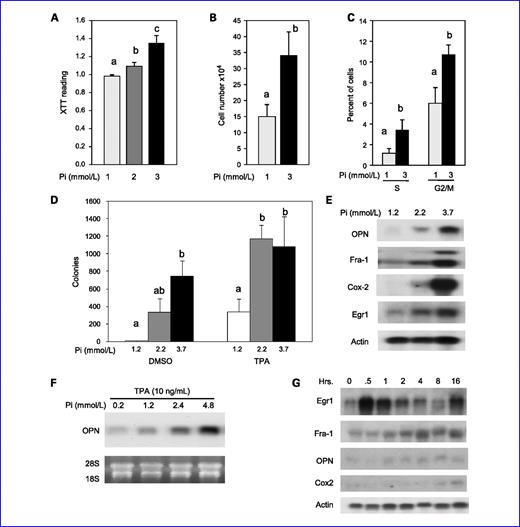 Fig. 1. High Pi concentrations increase proliferation, anchorage-independent growth, and transformation-responsive gene expression in transformation-sensitive JB6 cells. A, high Pi increases proliferation of JB6 cells: cells were plated in a 96-well plate at 1 × 104/100 μL and incubated for 36 h in final medium concentrations of 1, 2, and 3 mmol/L of Pi. Cell growth was measured using XTT assay and results are expressed as the mean XTT reading ± SEM (six replicates/treatment). Columns with different characters differ at P < 0.001. B, high PI increases cell number: JB6 cells were plated at 5 × 104 cells/mL and grown in 1 or 3 mmol/L of phosphate (final) for 96 h and cell number recorded. Columns with different characters differ at P < 0.05. C, high Pi increases mitotic cells: JB6 cells were grown in 1 or 3 mmol/L of final Pi for 36 h and analyzed by flow cytometry. Columns with different characters differ at P < 0.05. D, high Pi increases anchorage-independent growth of JB6 cells in soft agar: JB6 cells (1 × 104 cells/100 μL) were plated for 14 d in the presence of DMSO (control) or 10 ng/mL of TPA in agar containing 1.2, 2.2, or 3.7 mmol/L of Pi. Colony number, expressed as the mean colony number ± SEM (five replicates/treatment), was quantified by staining with neutral red and analyzed by automated microscopy. Columns with different characters differ at P < 0.05. E, high Pi increases transformation-responsive gene expression in JB6 cells: cells were grown for 7 d in medium supplemented with 1.2, 2.2, or 3.7 mmol/L Pi. The RNA was harvested for Northern blotting and probed for osteopontin (OPN), Fra-1, Cox-2, and actin (representative of multiple experiments). F, high Pi augments TPA-induced transformation-responsive gene expression: JB6 cells were grown in the presence of 10 ng/mL of TPA in DMSO for 24 h in a medium containing 0.2, 1.2, 2.4, or 4.8 mmol/L of Pi. The resulting RNA samples were analyzed by Northern blotting for OPN, 18S rRNA, and 28S rRNA. G, high Pi increases early gene expression: JB6 cells were cultured in growth medium (1 mmol/L Pi) followed by the addition of 4 mmol/L of Pi (5 mmol/L final) for the indicated times. The resulting RNA samples were analyzed by Northern blotting and probed as indicated.